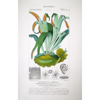 Set of 22 Fern Prints  Antique Botanical Lithographs by Turpin (c. 1830)