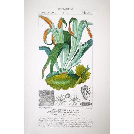 Set of 22 Fern Prints  Antique Botanical Lithographs by Turpin (c. 1830)