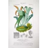 Ferns – Set of 22 Original Antique Botanical Lithographs by Turpin (c. 1830)