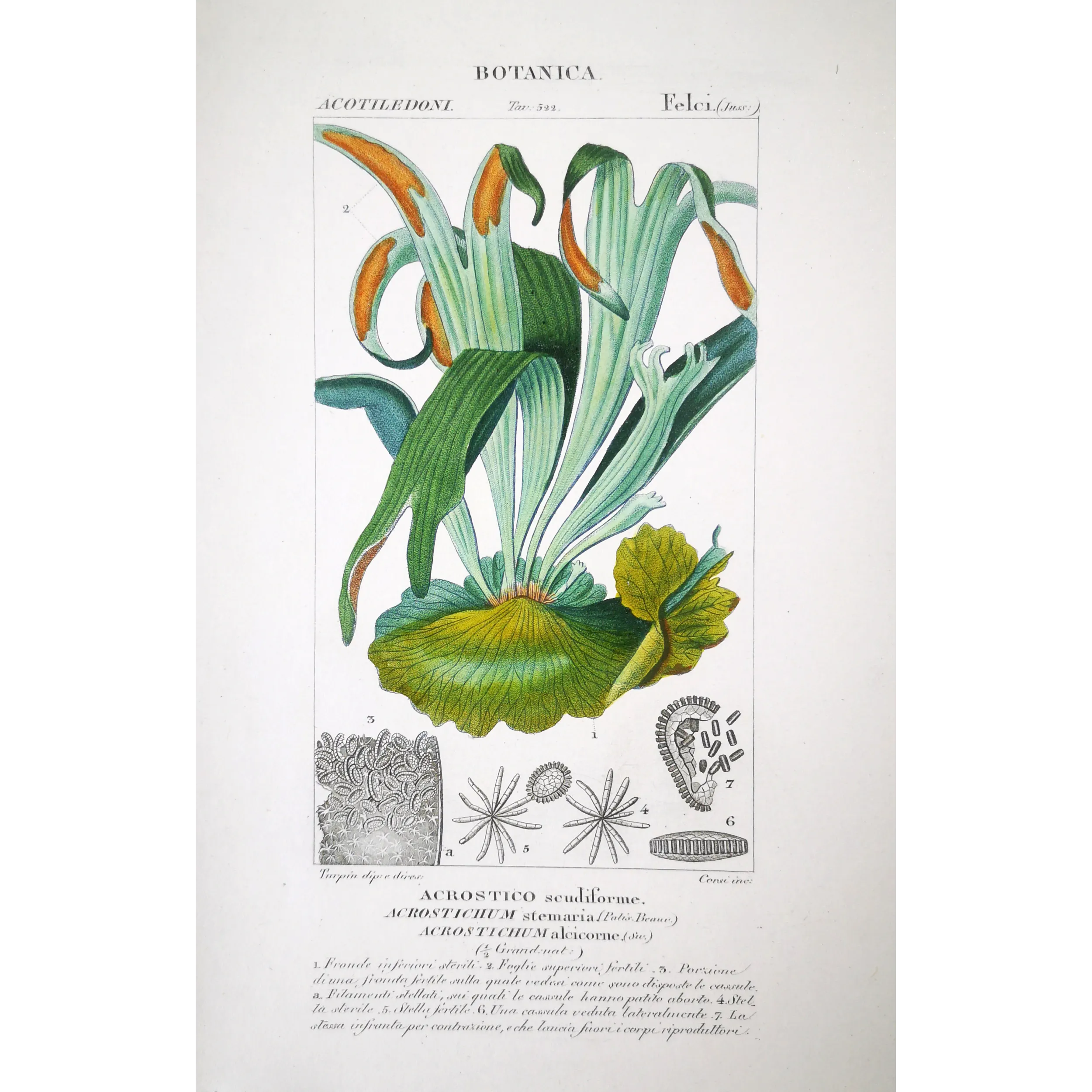 Antique Fern Prints Set (22) – 19th Century Botanical Engravings | Turpin