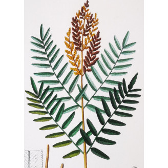Set of 22 Fern Prints  Antique Botanical Lithographs by Turpin (c. 1830)