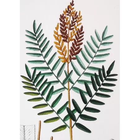 Antique Fern Prints Set (22) – 19th Century Botanical Engravings | Turpin
