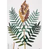 Ferns – Set of 22 Original Antique Botanical Lithographs by Turpin (c. 1830)