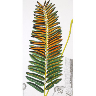 Set of 22 Fern Prints  Antique Botanical Lithographs by Turpin (c. 1830)