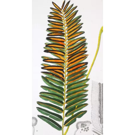 Antique Fern Prints Set (22) – 19th Century Botanical Engravings | Turpin