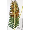Ferns – Set of 22 Original Antique Botanical Lithographs by Turpin (c. 1830)