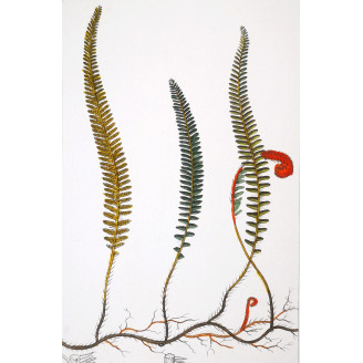 Set of 22 Fern Prints  Antique Botanical Lithographs by Turpin (c. 1830)