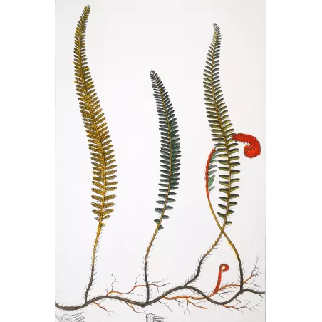 Antique Fern Prints Set (22) – 19th Century Botanical Engravings | Turpin