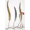 Ferns – Set of 22 Original Antique Botanical Lithographs by Turpin (c. 1830)