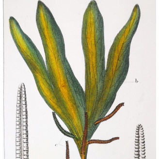 Set of 22 Fern Prints  Antique Botanical Lithographs by Turpin (c. 1830)