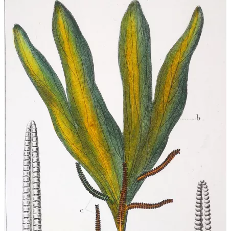 Antique Fern Prints Set (22) – 19th Century Botanical Engravings | Turpin
