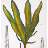 Ferns – Set of 22 Original Antique Botanical Lithographs by Turpin (c. 1830)