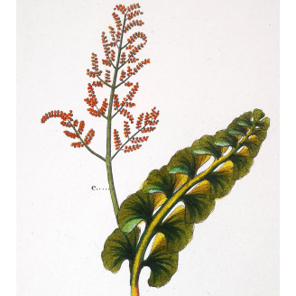 Set of 22 Fern Prints  Antique Botanical Lithographs by Turpin (c. 1830)