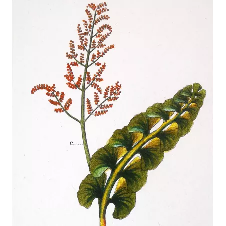 Antique Fern Prints Set (22) – 19th Century Botanical Engravings | Turpin