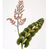 Ferns – Set of 22 Original Antique Botanical Lithographs by Turpin (c. 1830)
