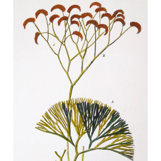 Set of 22 Fern Prints  Antique Botanical Lithographs by Turpin (c. 1830)