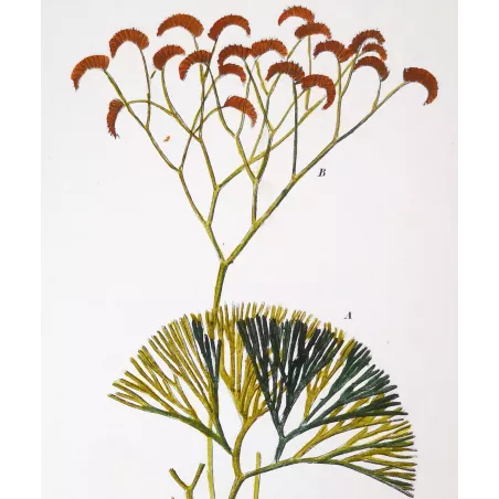 Antique Fern Prints Set (22) – 19th Century Botanical Engravings | Turpin