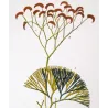 Ferns – Set of 22 Original Antique Botanical Lithographs by Turpin (c. 1830)