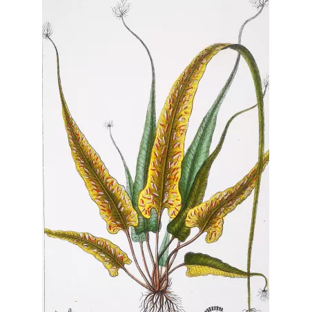 Antique Fern Prints Set (22) – 19th Century Botanical Engravings | Turpin