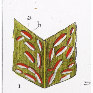 Set of 22 Fern Prints  Antique Botanical Lithographs by Turpin (c. 1830)