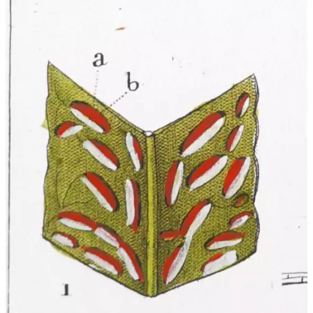 Antique Fern Prints Set (22) – 19th Century Botanical Engravings | Turpin