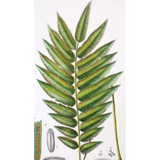 Set of 22 Fern Prints  Antique Botanical Lithographs by Turpin (c. 1830)