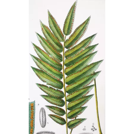 Antique Fern Prints Set (22) – 19th Century Botanical Engravings | Turpin
