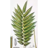 Ferns – Set of 22 Original Antique Botanical Lithographs by Turpin (c. 1830)