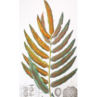 Set of 22 Fern Prints  Antique Botanical Lithographs by Turpin (c. 1830)