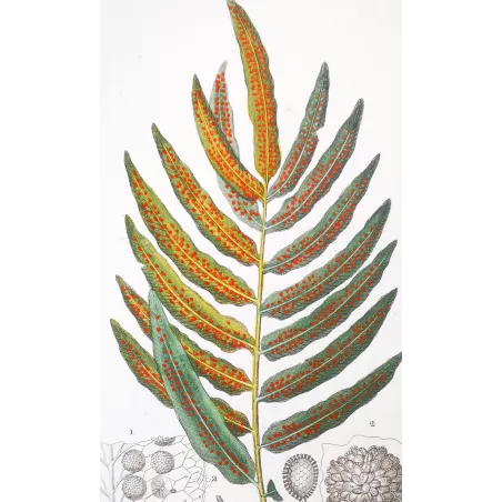 Antique Fern Prints Set (22) – 19th Century Botanical Engravings | Turpin