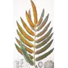Ferns – Set of 22 Original Antique Botanical Lithographs by Turpin (c. 1830)