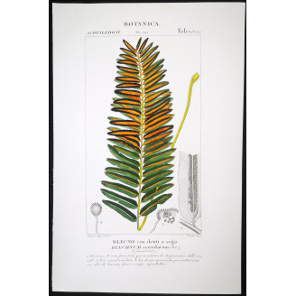 Set of 22 Fern Prints  Antique Botanical Lithographs by Turpin (c. 1830)