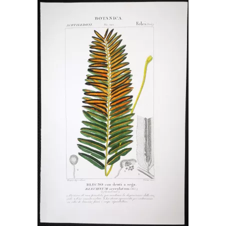 Antique Fern Prints Set (22) – 19th Century Botanical Engravings | Turpin