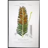 Ferns – Set of 22 Original Antique Botanical Lithographs by Turpin (c. 1830)