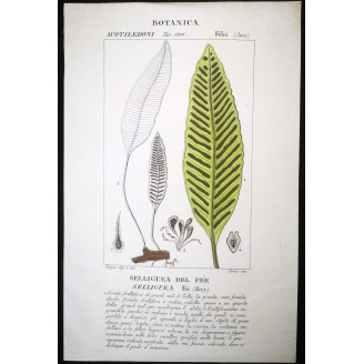 Set of 22 Fern Prints  Antique Botanical Lithographs by Turpin (c. 1830)