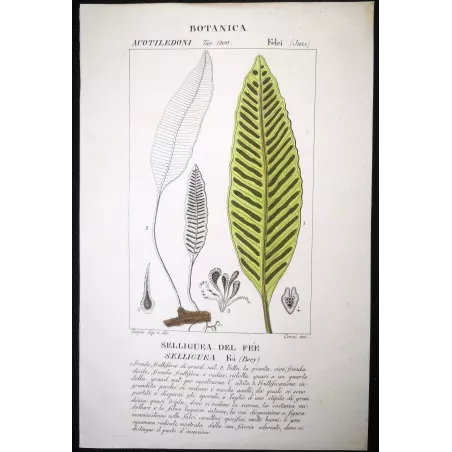 Antique Fern Prints Set (22) – 19th Century Botanical Engravings | Turpin