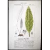 Ferns – Set of 22 Original Antique Botanical Lithographs by Turpin (c. 1830)