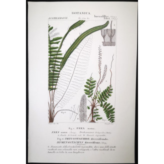 Set of 22 Fern Prints  Antique Botanical Lithographs by Turpin (c. 1830)