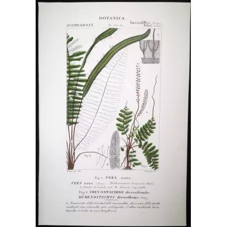 Antique Fern Prints Set (22) – 19th Century Botanical Engravings | Turpin