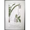 Ferns – Set of 22 Original Antique Botanical Lithographs by Turpin (c. 1830)
