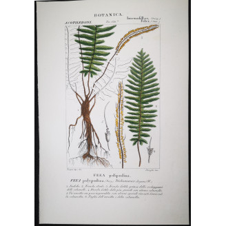 Set of 22 Fern Prints  Antique Botanical Lithographs by Turpin (c. 1830)