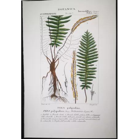 Antique Fern Prints Set (22) – 19th Century Botanical Engravings | Turpin