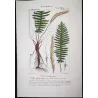 Ferns – Set of 22 Original Antique Botanical Lithographs by Turpin (c. 1830)