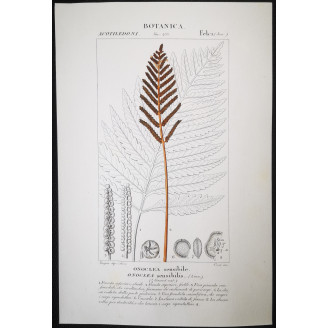 Set of 22 Fern Prints  Antique Botanical Lithographs by Turpin (c. 1830)