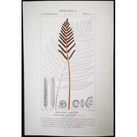 Antique Fern Prints Set (22) – 19th Century Botanical Engravings | Turpin