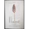Ferns – Set of 22 Original Antique Botanical Lithographs by Turpin (c. 1830)