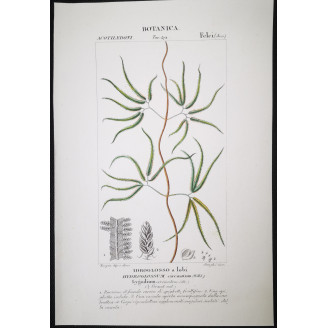Set of 22 Fern Prints  Antique Botanical Lithographs by Turpin (c. 1830)
