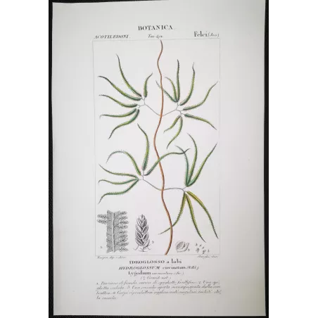 Antique Fern Prints Set (22) – 19th Century Botanical Engravings | Turpin