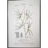 Ferns – Set of 22 Original Antique Botanical Lithographs by Turpin (c. 1830)