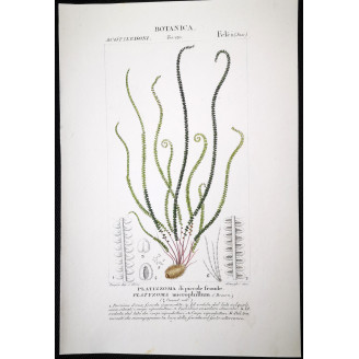 Set of 22 Fern Prints  Antique Botanical Lithographs by Turpin (c. 1830)